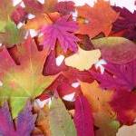 Autumn Leaves, 100 Real Pressed Leaves,..