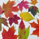 Autumn Leaves, Qty 50, Fall Leaves,..