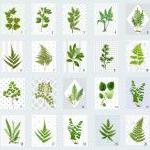 Vintage Botanical Illustrations Meet Modern Day..