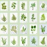 Botanical Illustrations, Leaf Art, Modern Cottage..