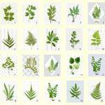 Vintage Botanical Illustrations Meet Modern Day..