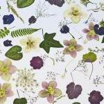 Pressed Flowers And Leaves, Romantic Mix For..