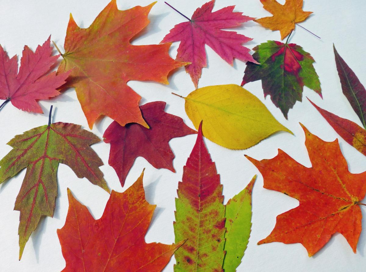 Autumn Leaves, Qty 50, Fall Leaves, Table Decorations, Autumn Wedding Decor, Real Leaves